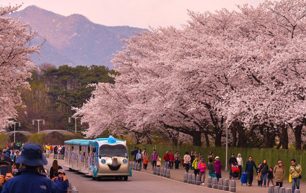 Tháng 4 hoa đào nở, ven sông Hàn ngập màu trắng xóa, cảnh đẹp như tranh.