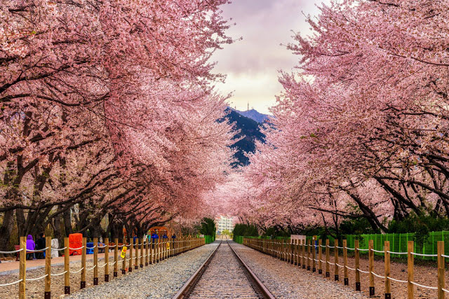 Jinhae Gunhang Festival diễn ra ở phường Dongsin, quận Jinhae, thành phố Changwon, tỉnh Gyeongnam.